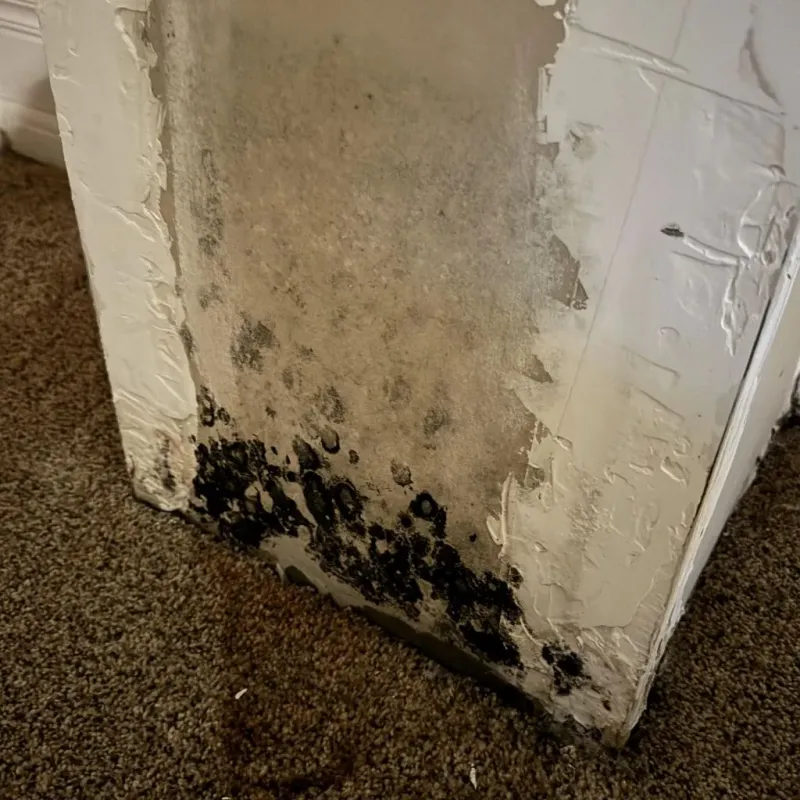 Professional Mold Removal in Sunnyvale, TX